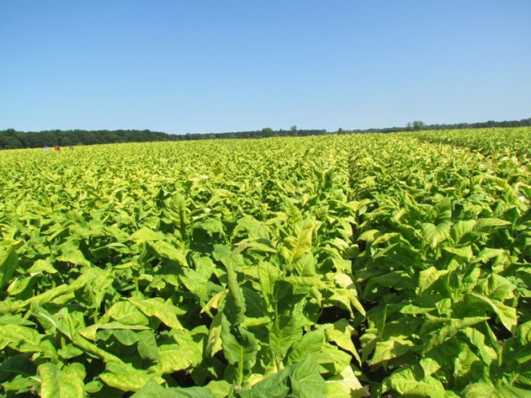 Odlaskom BAT-a hrvatska  proizvodnja neće propasti, jer  su već na rubu propadanja  prisustvom BAT-a