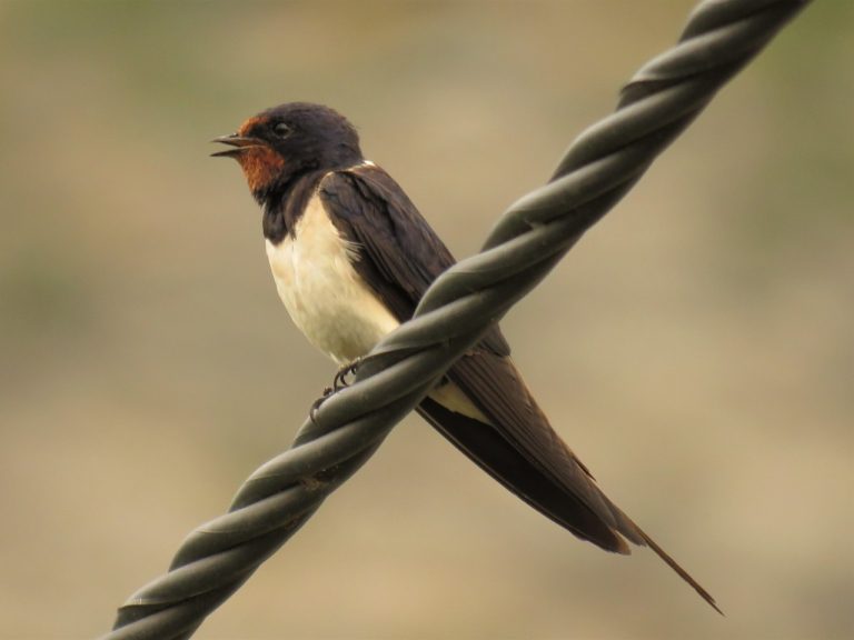 Lastavica – Ptica godine 2021.