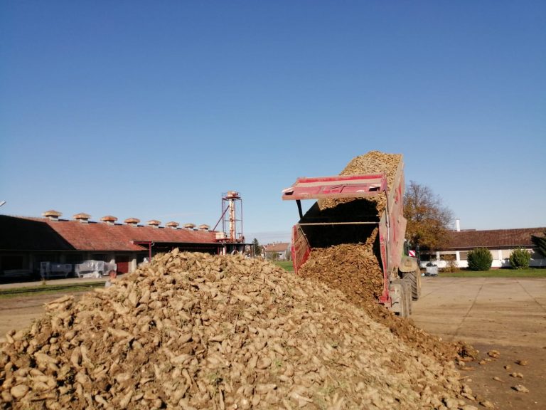 Franck u Hrvatskoj preradio ukupno 1000 tona cikorije