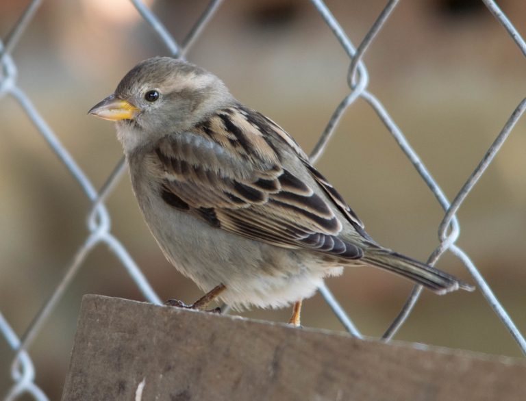 Istraživanje utvrdilo: U Europi 600 milijuna ptica manje nego 1980. godina