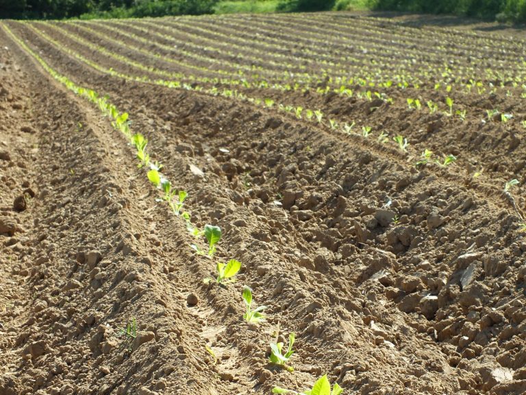 Hrvatski duhani uspješno završili sezonu ugovaranja – površine pod duhanom povećane za 19%, a sklopljeno je 39 novih ugovora s proizvođačima koji ulaze u proizvodnju duhana