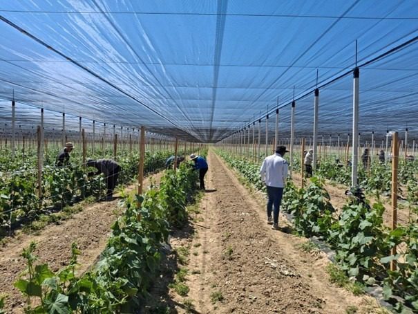 Fortenova grupa novom investicijom podigla proizvodnju domaćih krastavaca za 50%